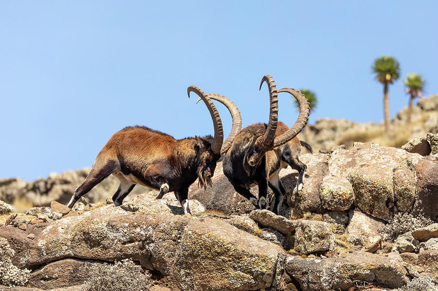 5-rare-walia-ibex-in-simien-mountains-ethiopia-artush-foto