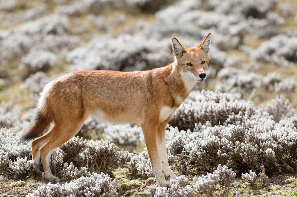 Simien Mountains National Park ethiopian wolf in full