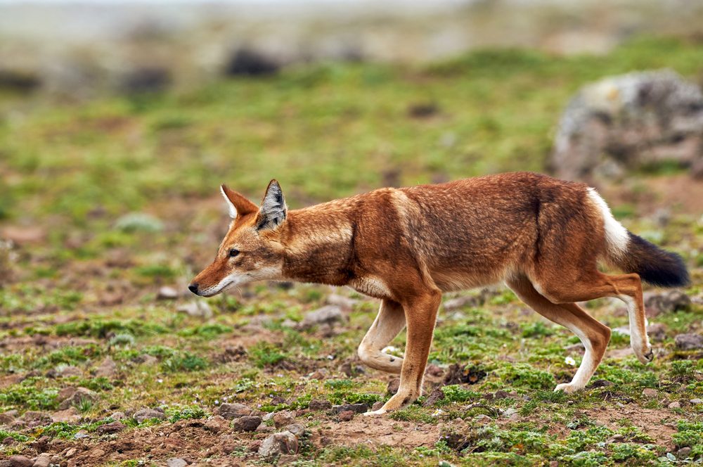 Simien Mountains National Park ethiopian wolf