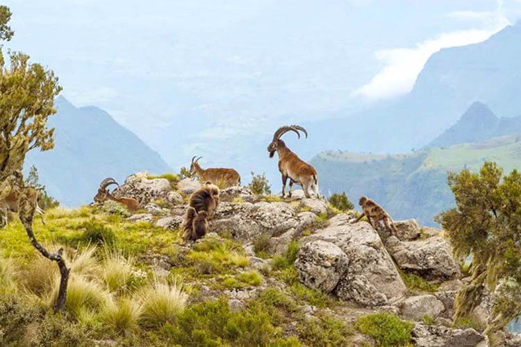 Simien-Mountains-national-park-tours-Ethio-Target-Tours-and-Travel
