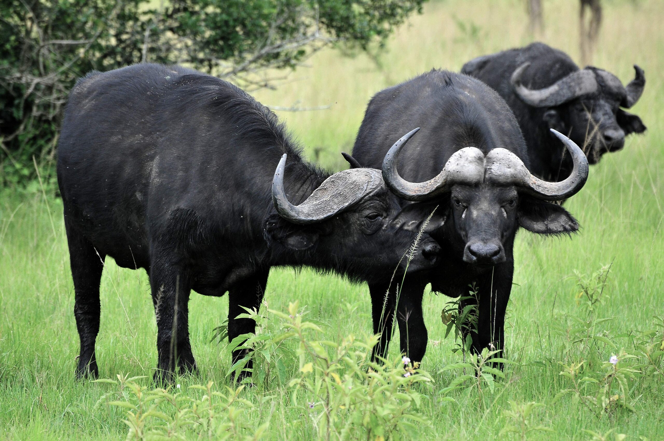 african-buffalos-ethiopia